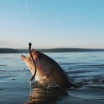 Berkley PowerBait Bottom Hopper Worm : Trucs et astuces de pêche professionnels