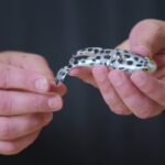Berkley PowerBait Buzz'n Speed ​​Toad Soft Bait : Attirez plus d'achigans