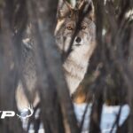 Équipement de chasse aux coyotes