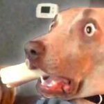 Funniest Dog Fail Compilation 2020 | Funny Dog Videos | FailArmy