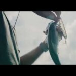 Leurres de pêche Berkley Topwater Hard Bait : pêchez comme un pro