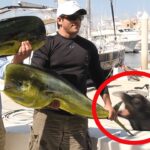 Sea Lion Steals Man's Fish: Fails Compilation | FailArmy