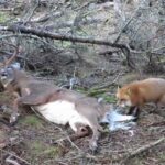Anticosti : un renard tente de manger le chevreuil d'un chasseur