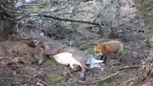 Anticosti : un renard tente de manger le chevreuil d'un chasseur