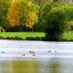 Canards colverts du lac de la Rougeraie