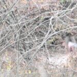 Cerf de Virginie : un buck attaqué par des coyotes