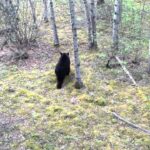 Chasse à l'ours : beaucoup d'action sous le mirador