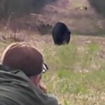 Chasse à l'ours en Alberta : Plusieurs abattages en rafale