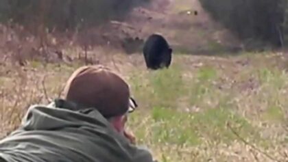 Chasse à l'ours en Alberta : Plusieurs abattages en rafale