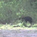 Chasse à l'ours noir, juin 2012