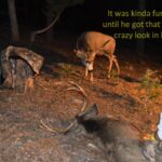 Chasse au cerf mulet : un buck s'attaque à un cerf abattu gisant au sol