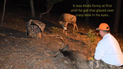 Chasse au cerf mulet : un buck s'attaque à un cerf abattu gisant au sol