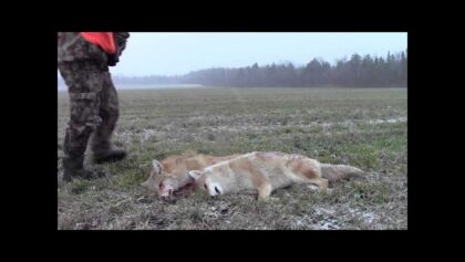 chasse aux coyotes