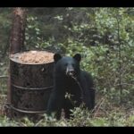 Chasse Québec : Épisode 1 (chasse à l'ours) - Sépaq