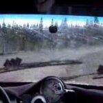 Chevreuil frappé par une voiture de rally