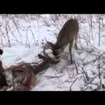 Chevreuils bloqué et un dévoré par les coyotes