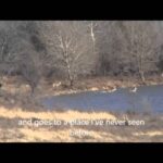 Chevreuils – Impressionnante poursuite durant le rut