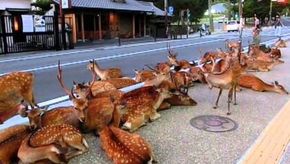 Des cerfs dans les rues de Nara au Japon