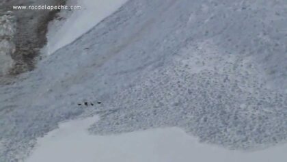 Des chamois échappent à une avalanche