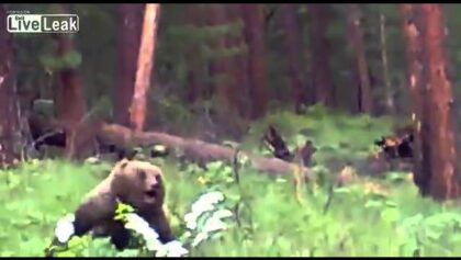 Des chasseurs se font charger par un grizzly