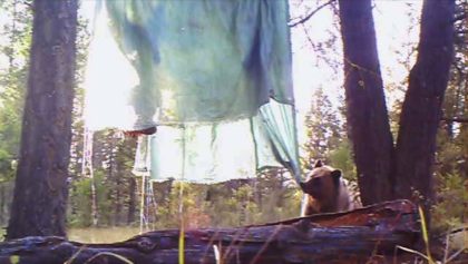 Des grizzly mangent les chevreuils des chasseurs