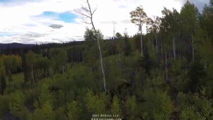 Des orignaux vus à vol d'oiseau (drone)