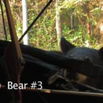Des ours à quelques pouces d'un chasseur à l'arc