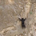 Des ours escaladent une paroi rocheuse