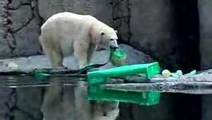 Des ours polaires célèbrent la St-Patrick
