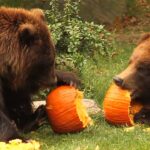 Des ours qui s'amusent avec des citrouilles