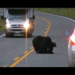Des ours sur la route...