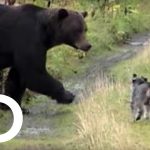 Grizzly vs chiens