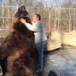Jimbo, l'ours de 1500 livres!