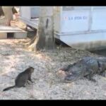 Le chat le plus courageux au monde (chat vs alligators)