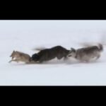 Loups contre coyotes