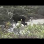 Mère orignal et son veau attaqués par des loups