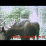 Montage vidéo d'rignaux (2) 2010 Mr. Moose et P.P.