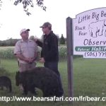 Observation d'ours chez Little, Big Bear Safari