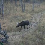 Orignal : chasse à l'arc en Alberta