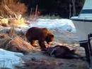 Ours brun qui tue un orignal dans la cour