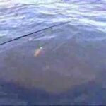 Prise d'un pêcheur attaquée par un brochet!