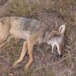 Récolte dun coyote qui pourchassait un chevreuil