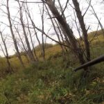 Récolte d'un mâle orignal en Saskatchewan