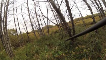 Récolte d'un mâle orignal en Saskatchewan