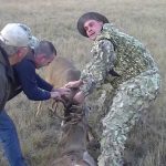 Sauvetage d'un chevreuil coincé avec un autre mort et dévoré par les coyotes