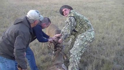 Sauvetage d'un chevreuil coincé avec un autre mort et dévoré par les coyotes