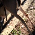 Sauvetage d'un chevreuil pris dans une barrière