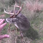 Un chasseur observe et touche un buck