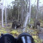 Un chasseur suédois attaqué par un orignal