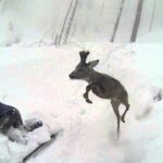 Un chevreuil passe par-dessus un skieur